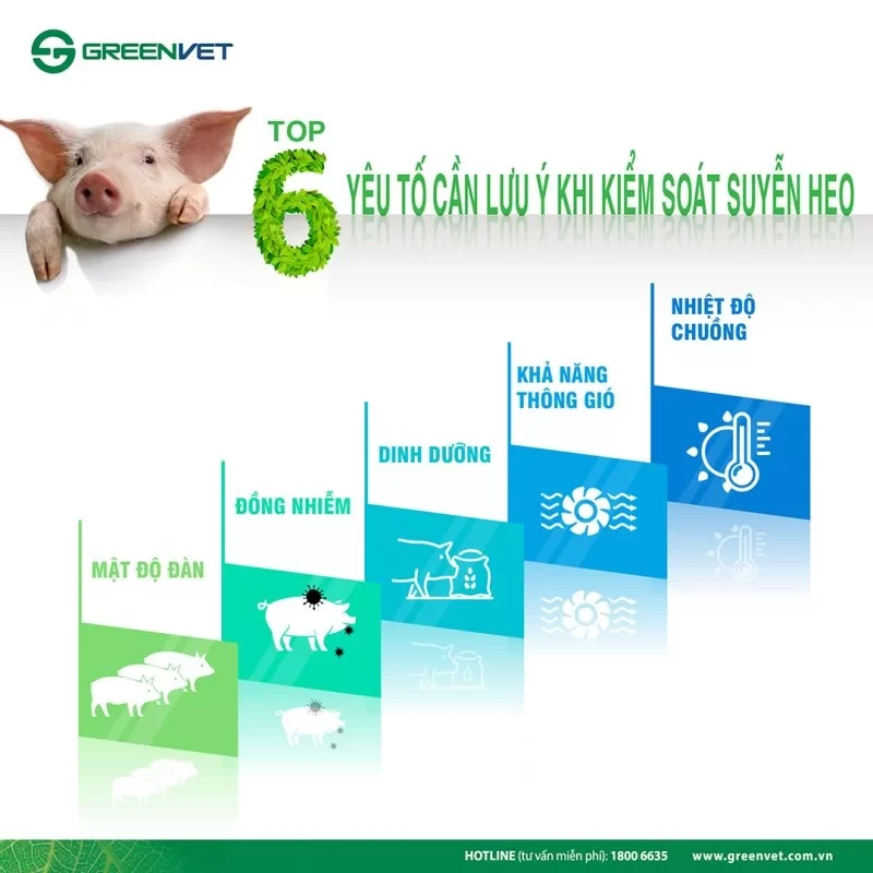 Thumbnail 6 yếu tố lưu ý khi kiểm soát suyễn heo
